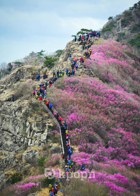 靈鷲山-杜鵑花