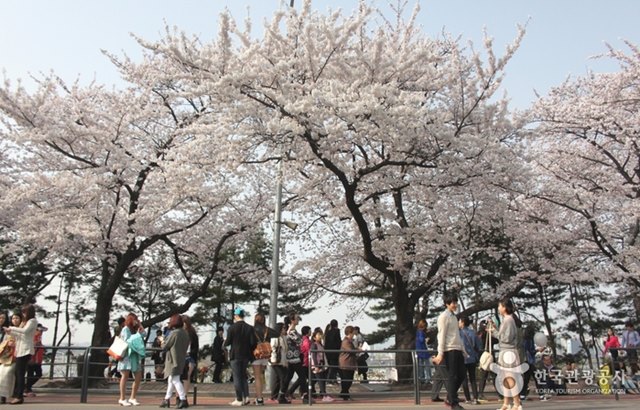 汝矣島漢江公園：春天賞櫻