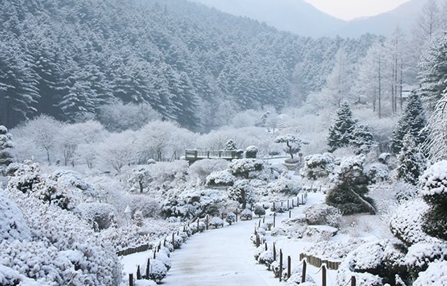 晨靜樹木園：冬季