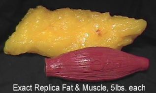 脂肪 vs. 肌肉 脂肪 vs. 肌肉