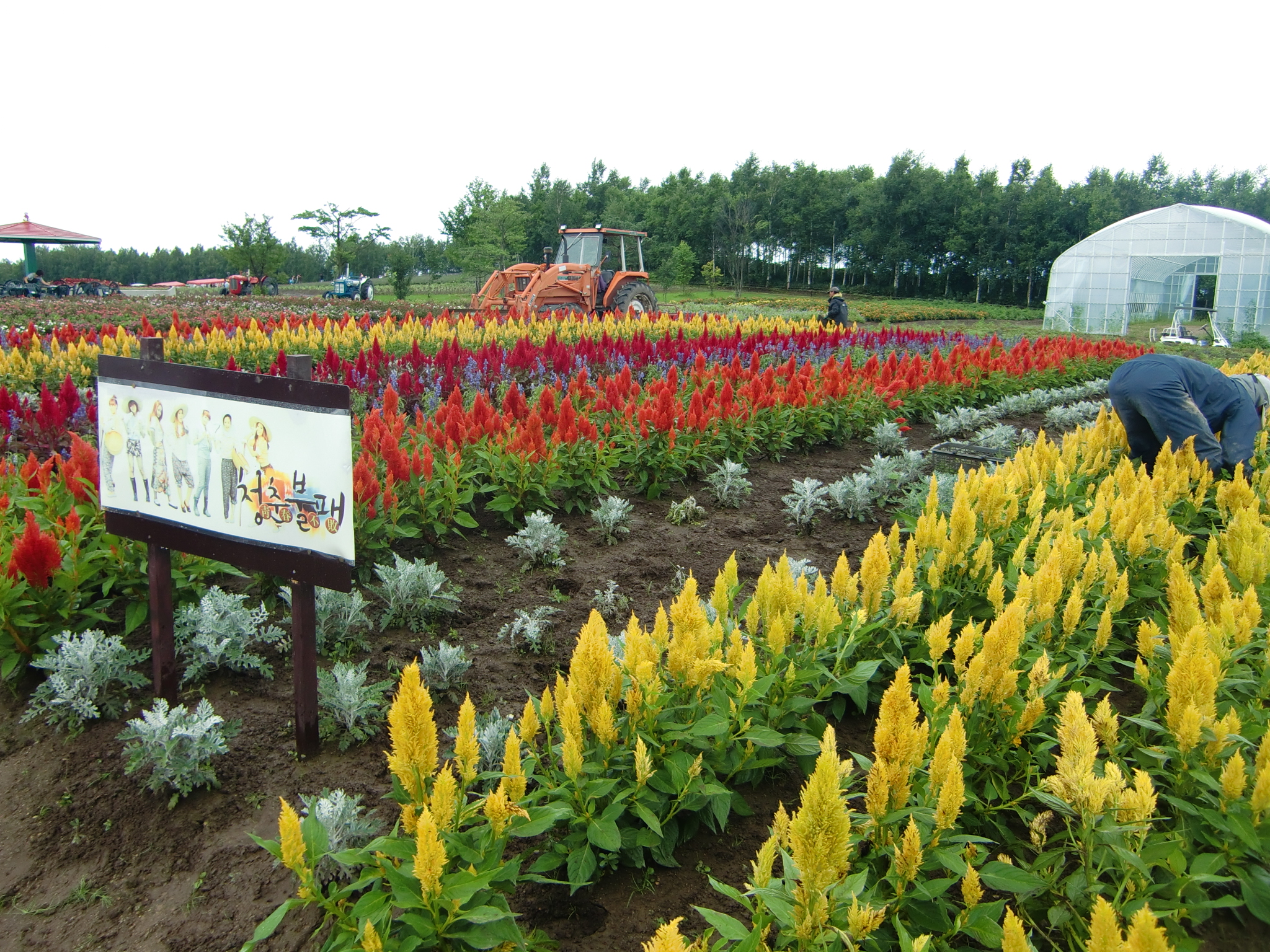 青春不敗花田