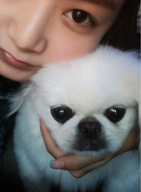 sodog