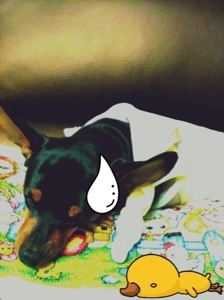 趙權 twitter
