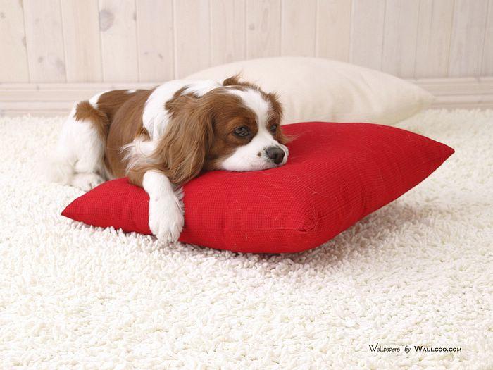 pet dog