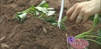 紅薯我結特報