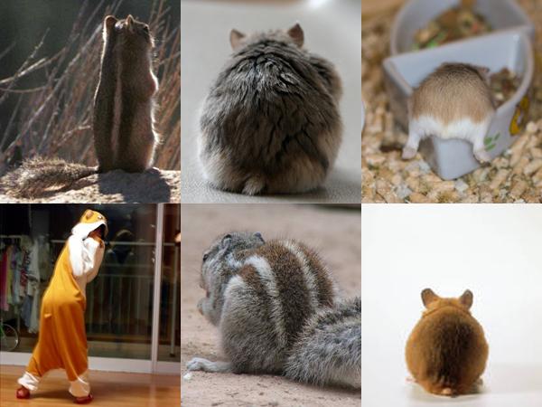 KARA全變成動物了?
