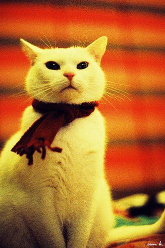 winter cat