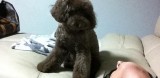 起範與Choco