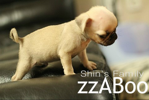 神童 ZZABOO