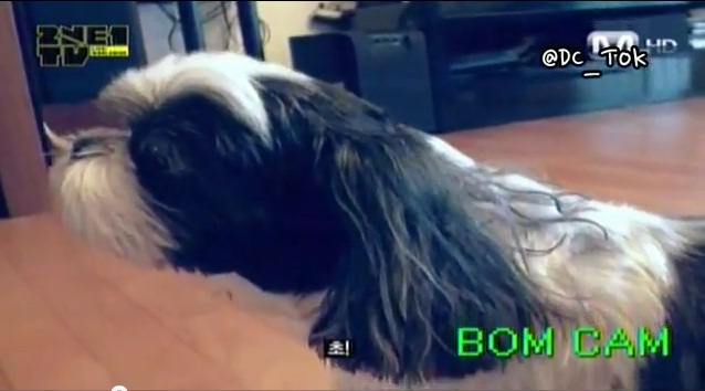 2NE1 朴春 寵物狗