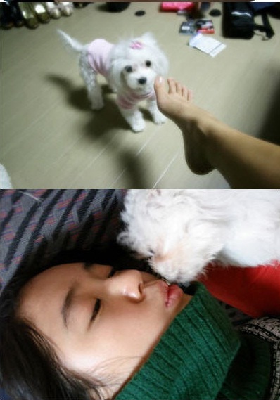 尹恩惠 寵物狗