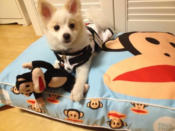 Woder Girls 先藝 Twitter 狗狗 (2)