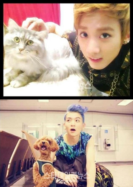 天地 + 貓貓 vs. Ricky + 狗狗