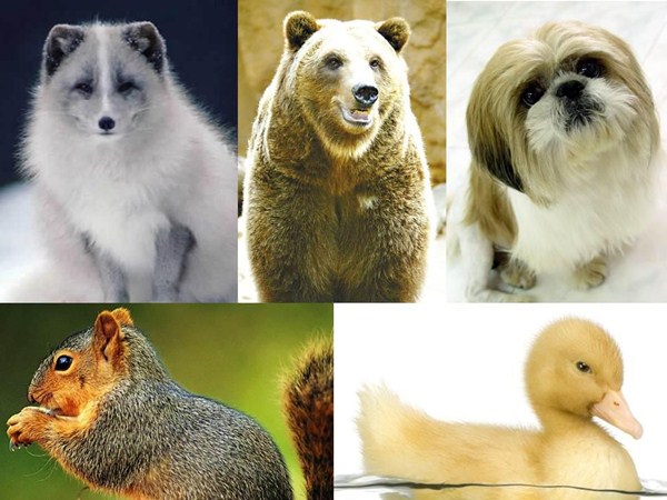 B1A4 (動物形象) B1A4 (動物形象)