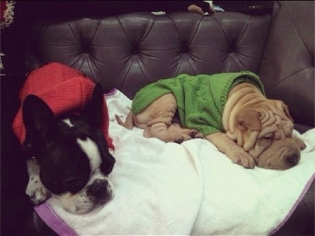 GD&太陽 家虎&Boss