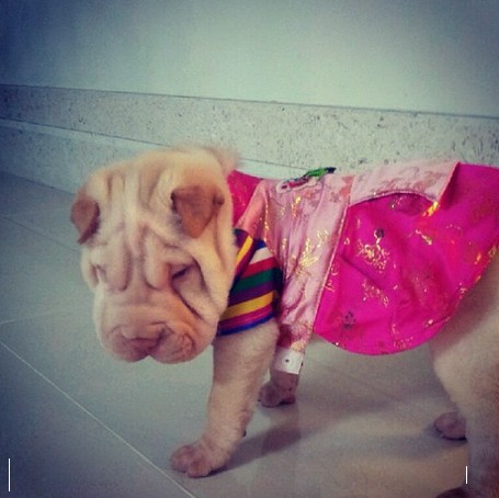 G-Dragon 狗狗 Jolie