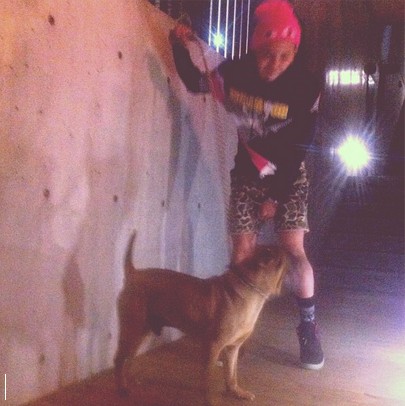G-Dragon 家虎