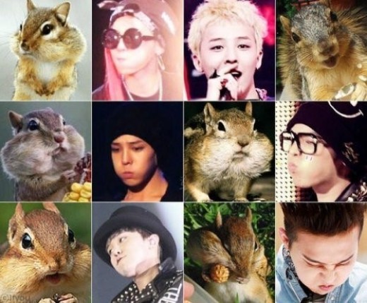 G-Dragon 像倉鼠