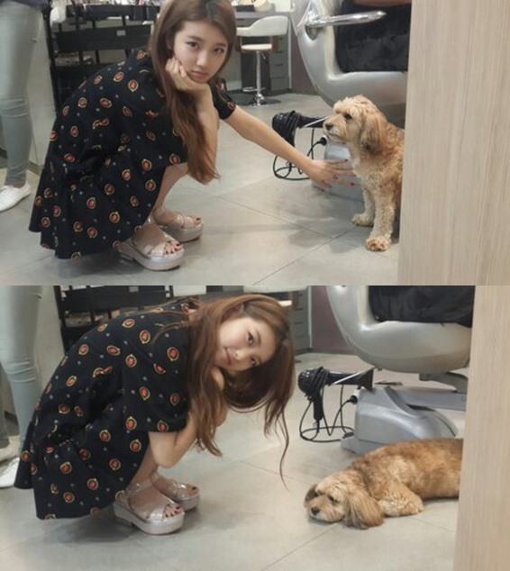 Suzy 李孝利愛犬 順心