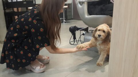 Suzy 李孝利愛犬 順心