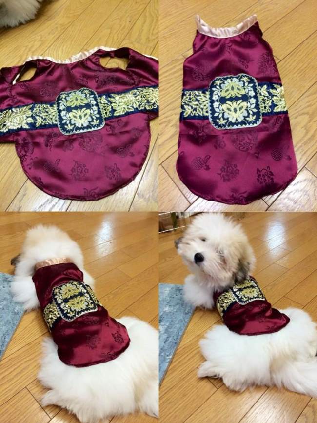 栽經為愛狗製作韓服 6