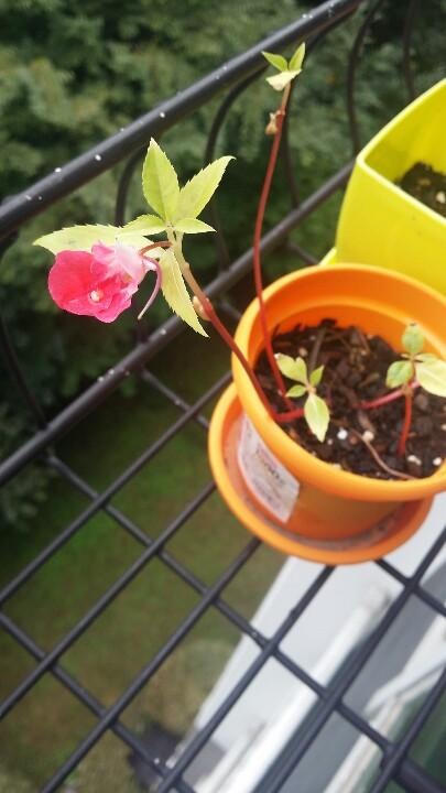 東雲栽培的植物 (推特更新)