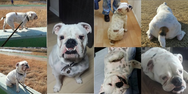 太陽 狗狗 Homie